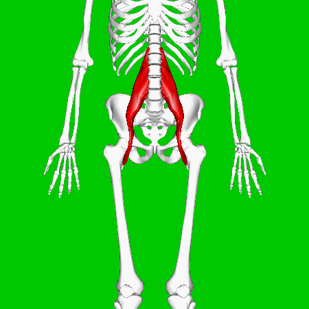 Psoas major muscle - animation04.gif - Wikimedia Commons Source:BodyParts3D