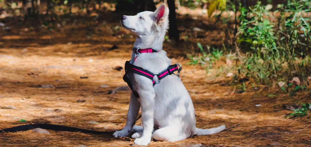 Dog Training - Understanding Behavior Modification