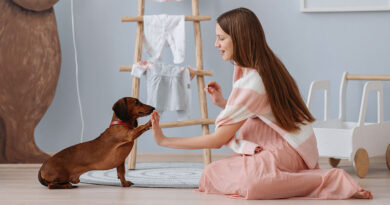 The Role of Cognition in Dog Training