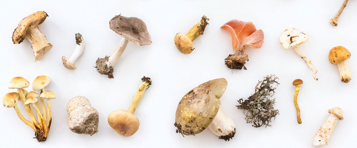 Unlocking Mental Clarity - Benefits of Mushrooms