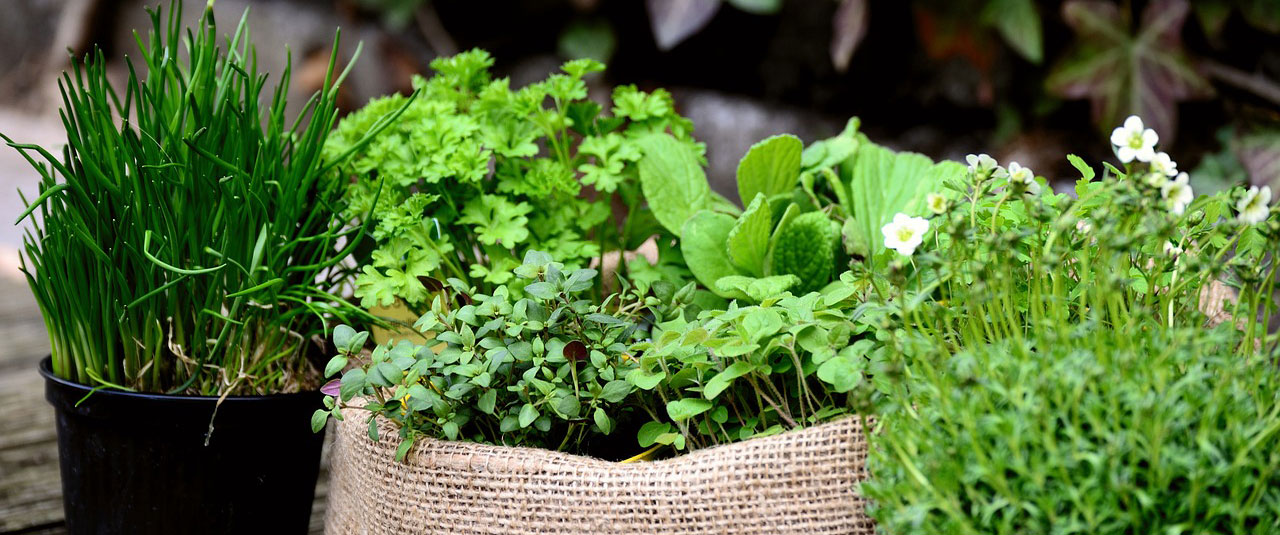 Grow Your Own Medicinal Herbs